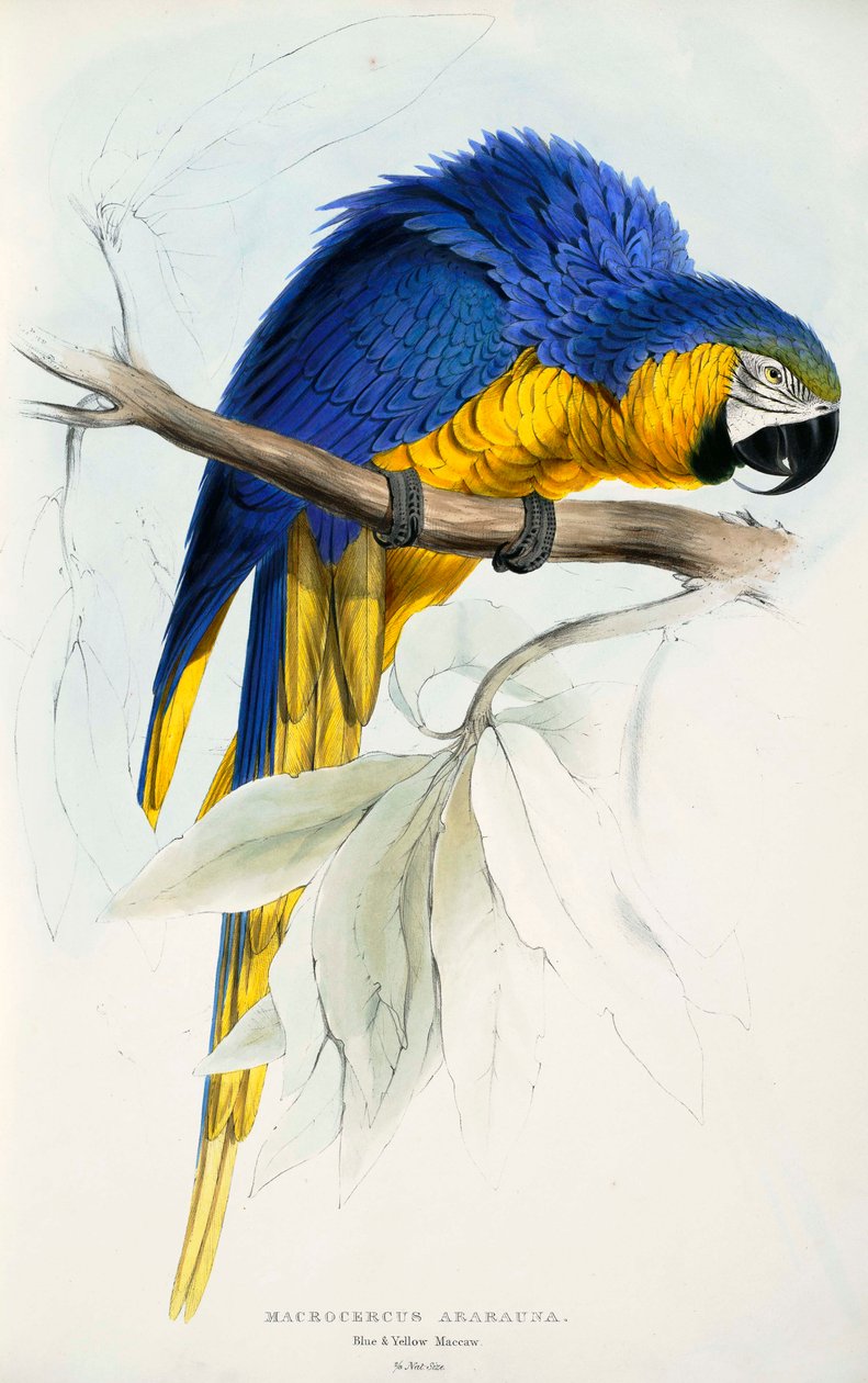 Ara ararauna tekijältä Edward Lear