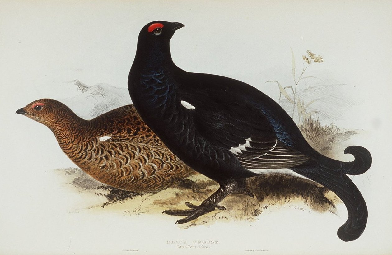 Teeri tekijältä Edward Lear