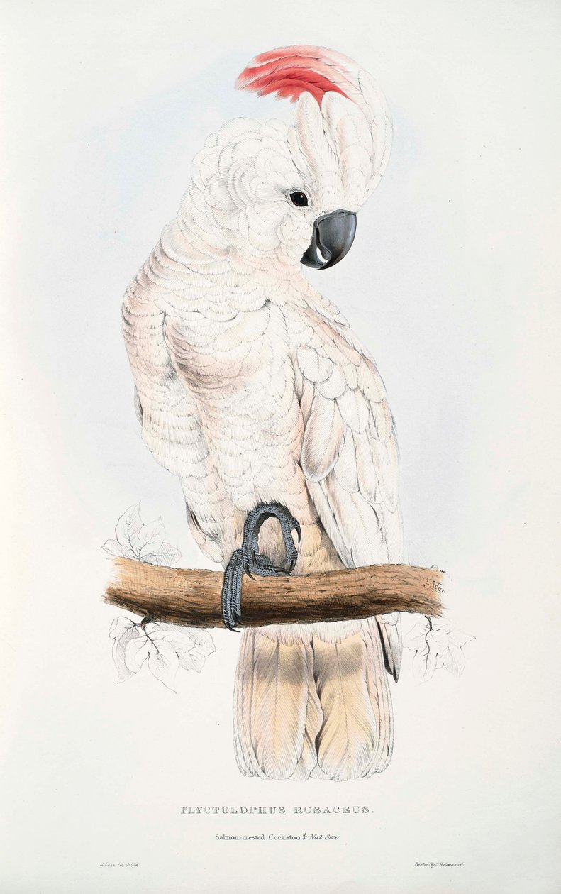 Cacatua moluccensis tekijältä Edward Lear