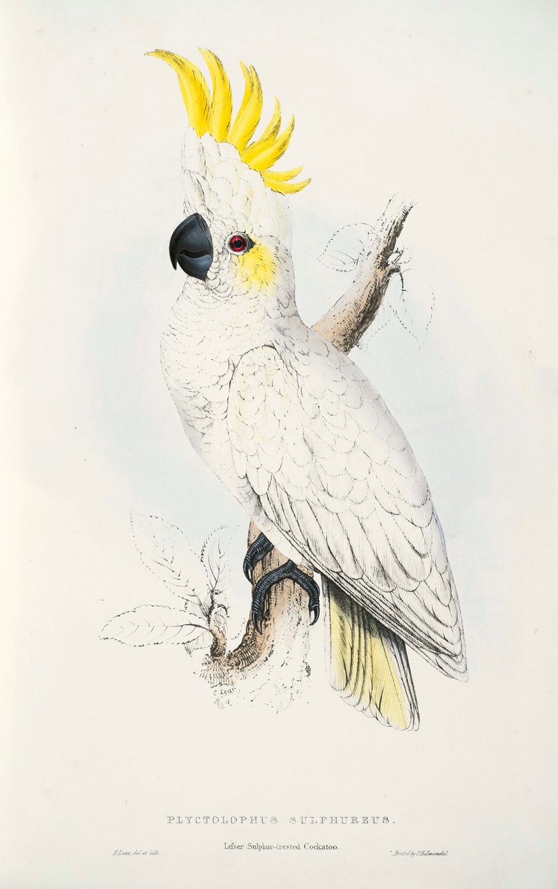 Cacatua sulfurea tekijältä Edward Lear