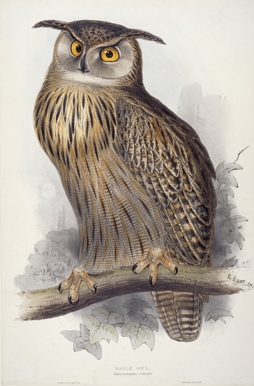 Kotka pöllö. Bubo maximus, 1832-1837 tekijältä Edward Lear