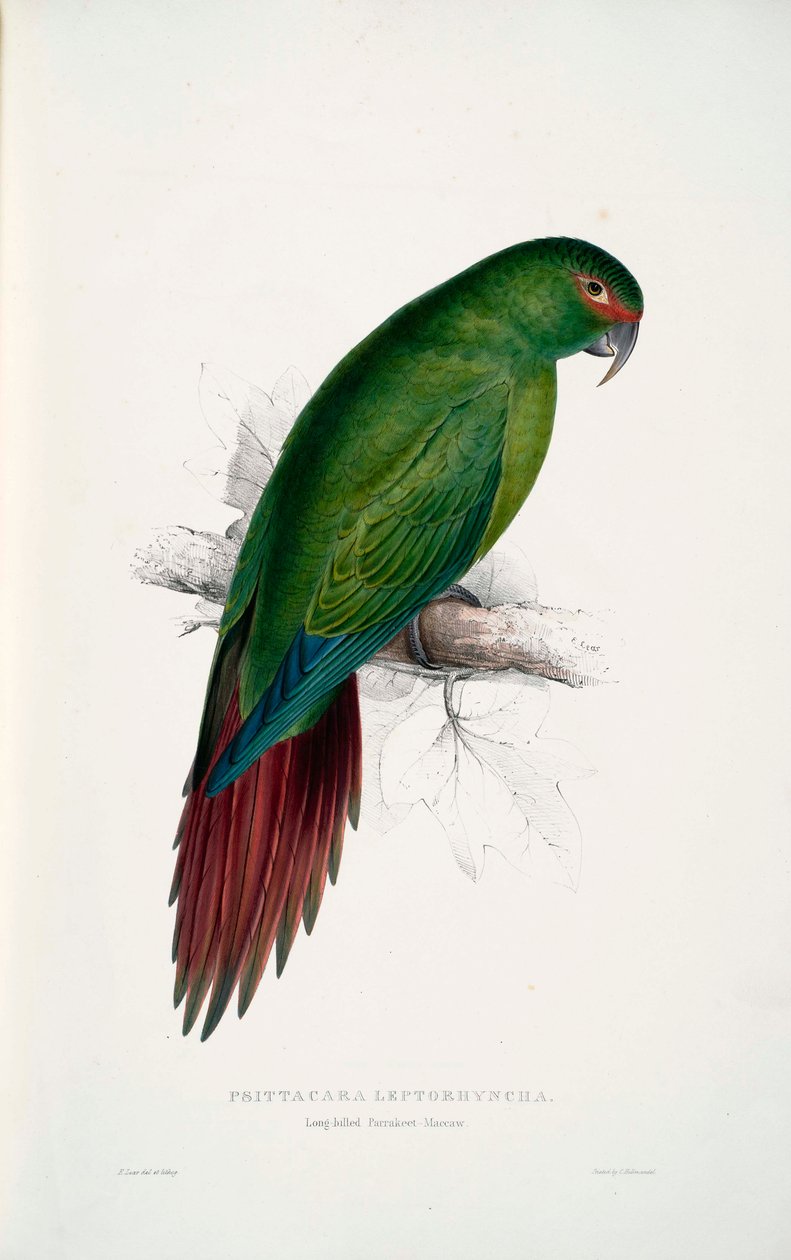 Enicognathus leptorhynchus tekijältä Edward Lear