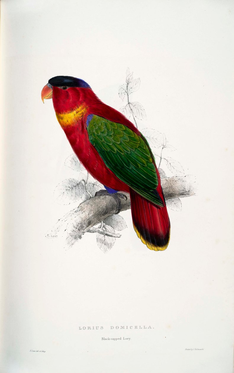 Lorius domicella tekijältä Edward Lear