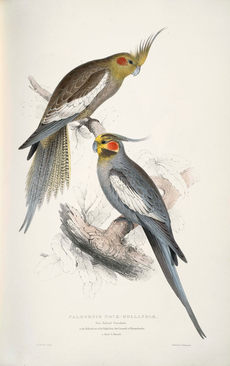 Nymphicus hollandicus tekijältä Edward Lear