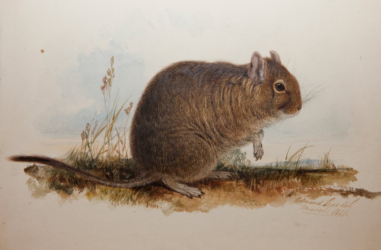Octodon cumingii, 1836 tekijältä Edward Lear