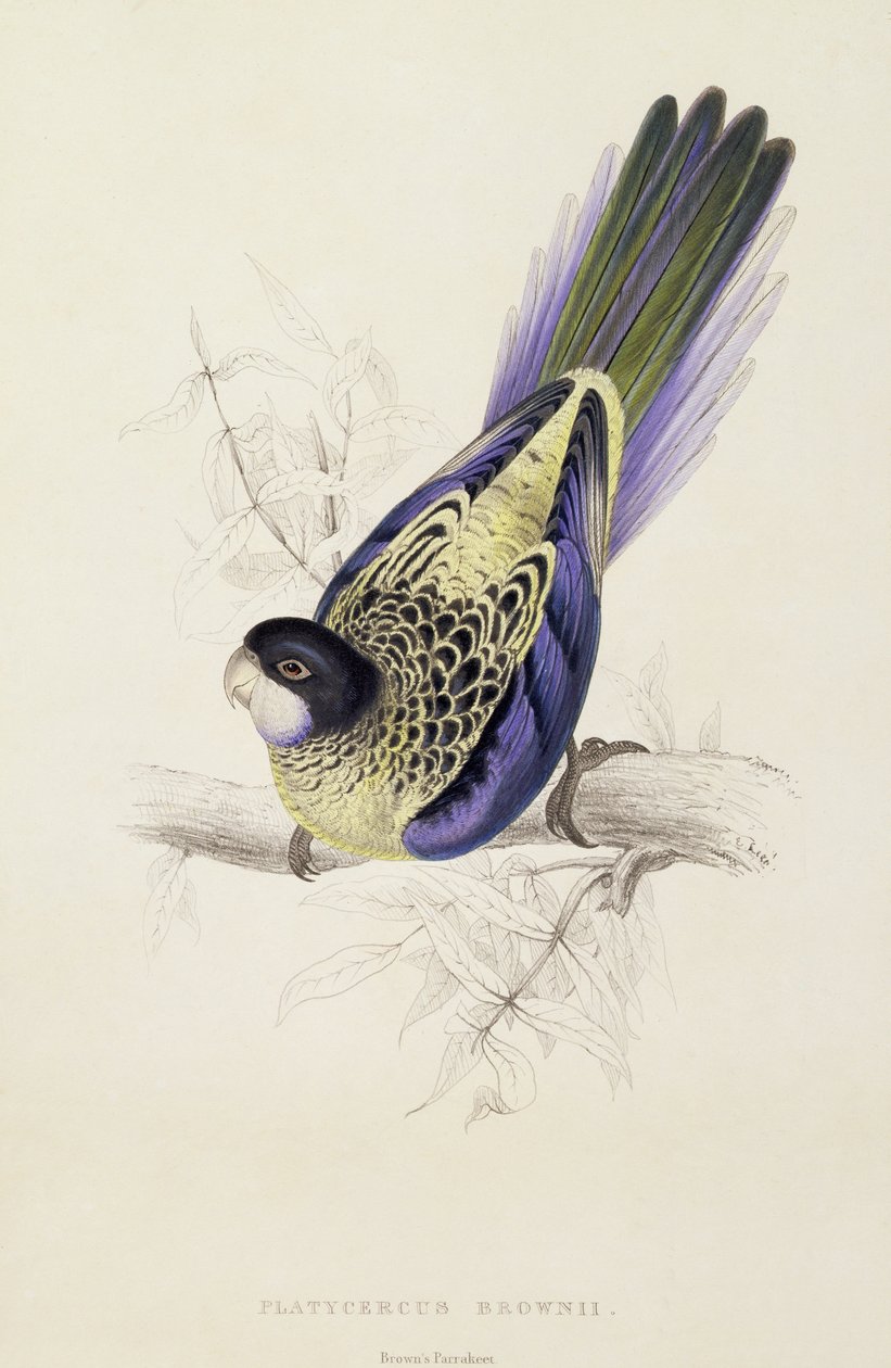 Platycercus Brownii eli Brownin papukaija (taulu 20), 1832 tekijältä Edward Lear