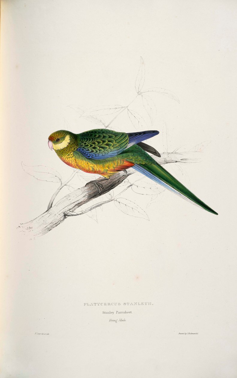 Platycercus icterotis tekijältä Edward Lear