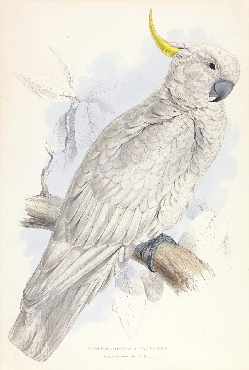 Plyctolophus Galeritus. Suurempi rikkiharjainen kakadu. tekijältä Edward Lear