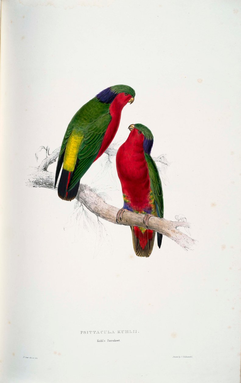 Psittacula kuhlii tekijältä Edward Lear