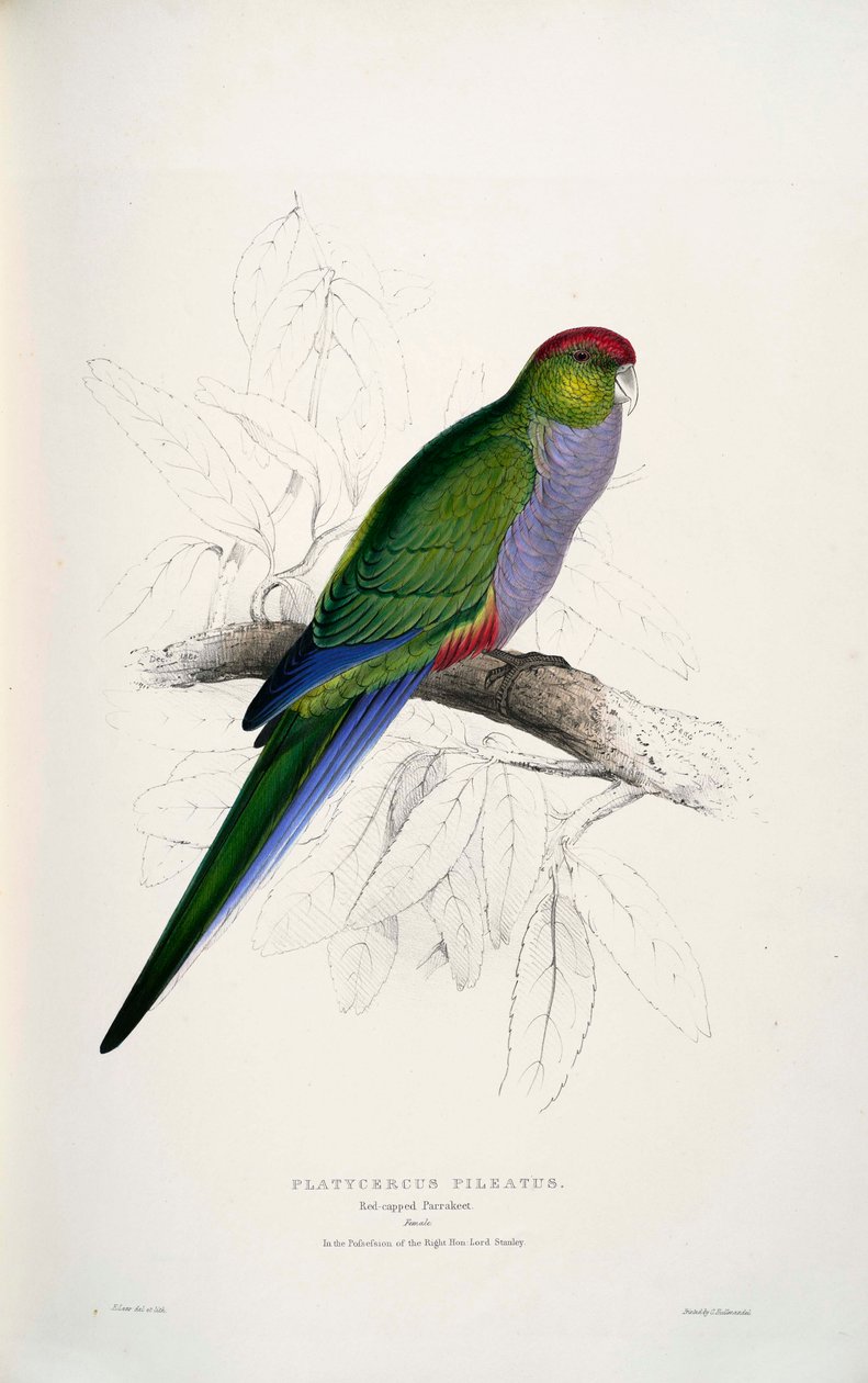 Purpureicephalus spurius tekijältä Edward Lear