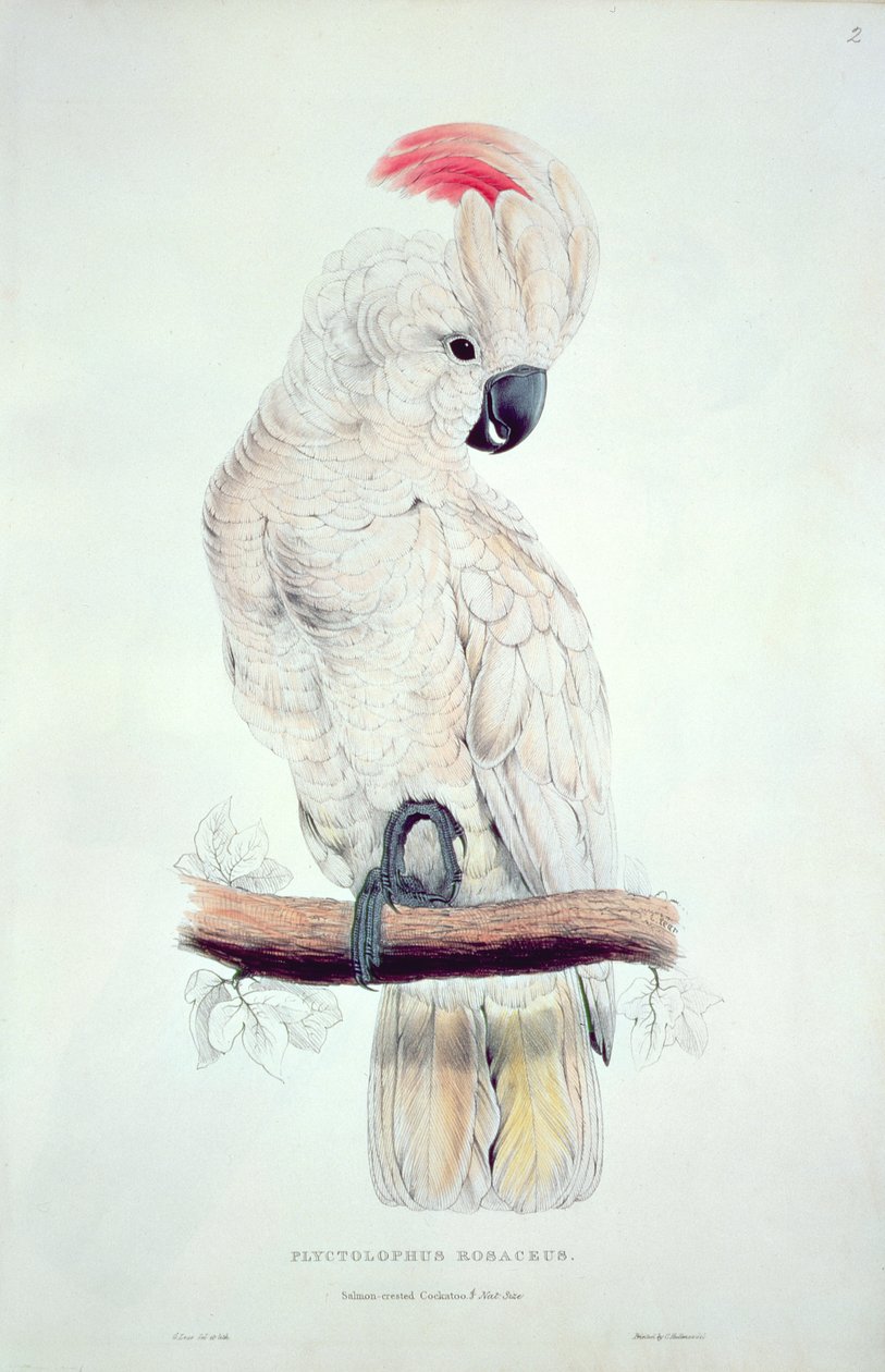 Lohiharjakakadu tekijältä Edward Lear
