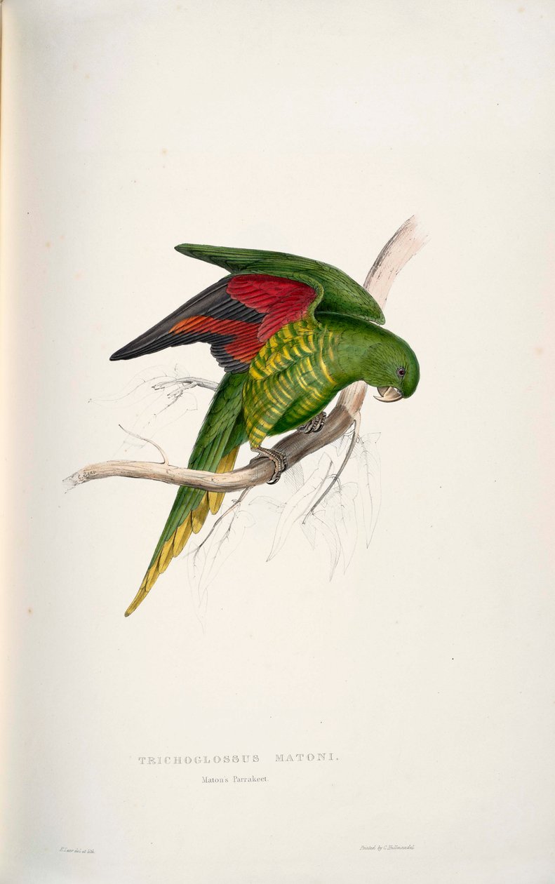Trichoglossus chlorolepidotus tekijältä Edward Lear