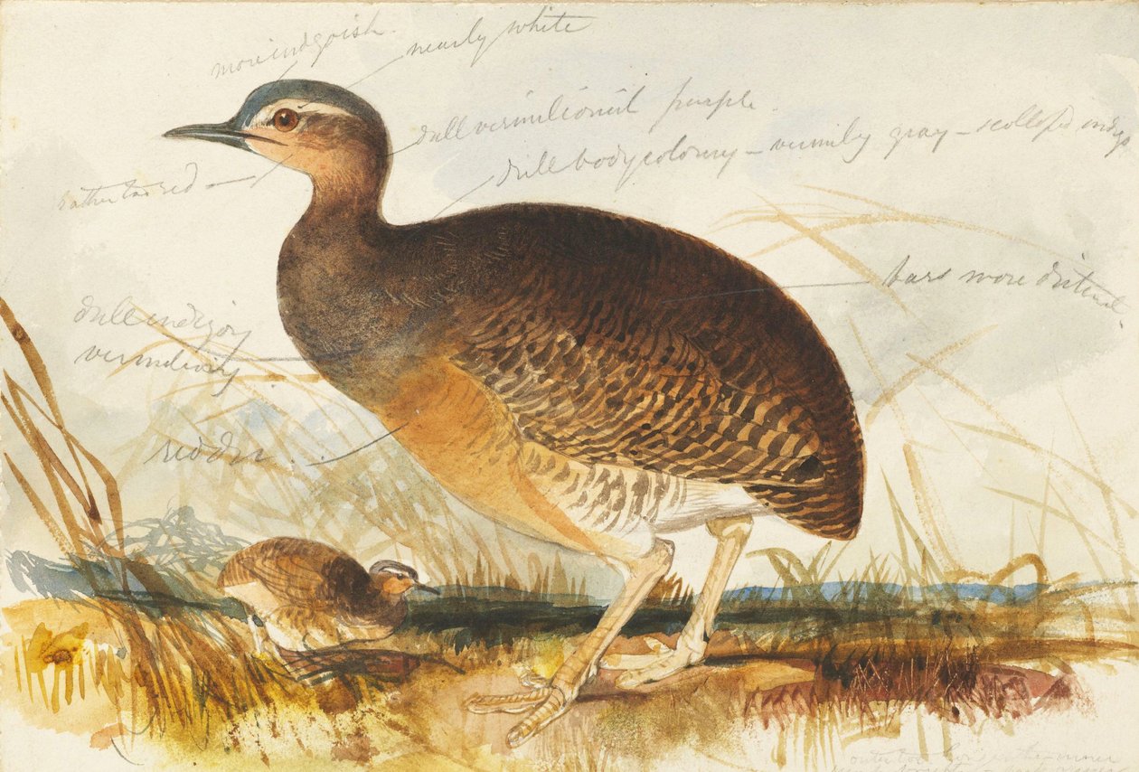suokana tekijältä Edward Lear