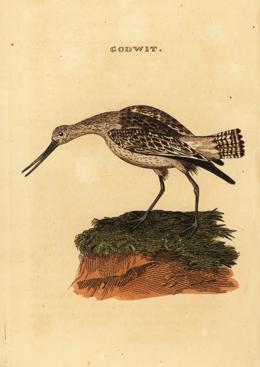 Tankkapyrstö, Limosa lapponica tekijältä Edward Donovan