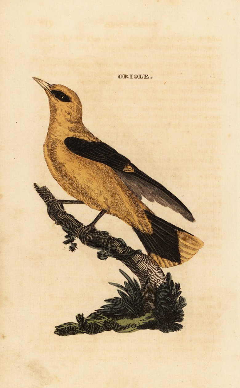 Kultainen oriolus, Oriolus oriolus tekijältä Edward Donovan