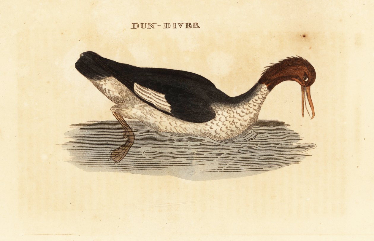 Goosander, Mergus merganser, naaras tekijältä Edward Donovan