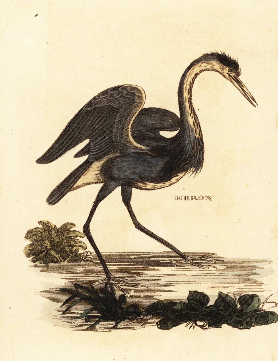 Harmaahaikara, Ardea cinerea tekijältä Edward Donovan