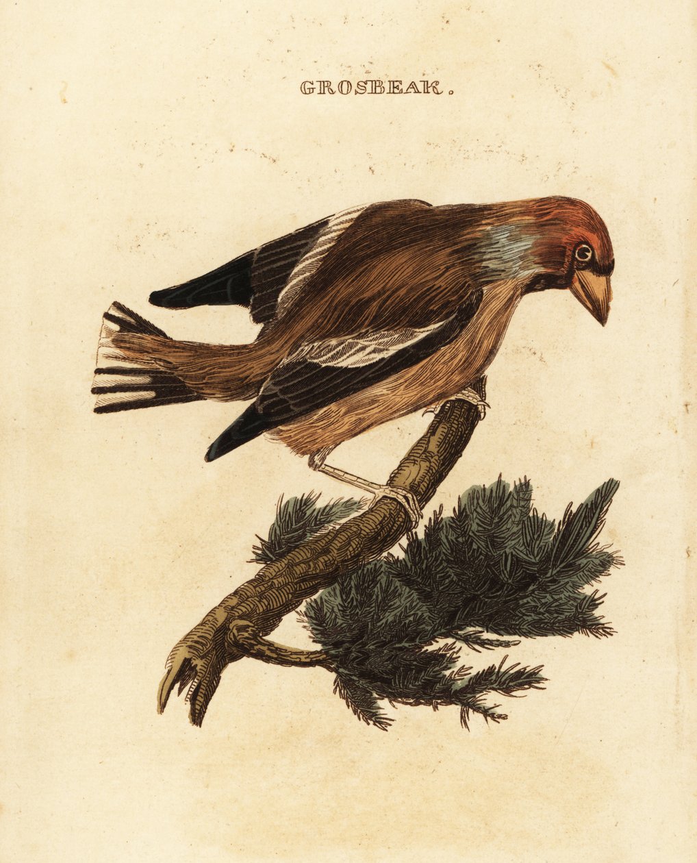 Hawfinch, Coccothraustes coccothraustes tekijältä Edward Donovan