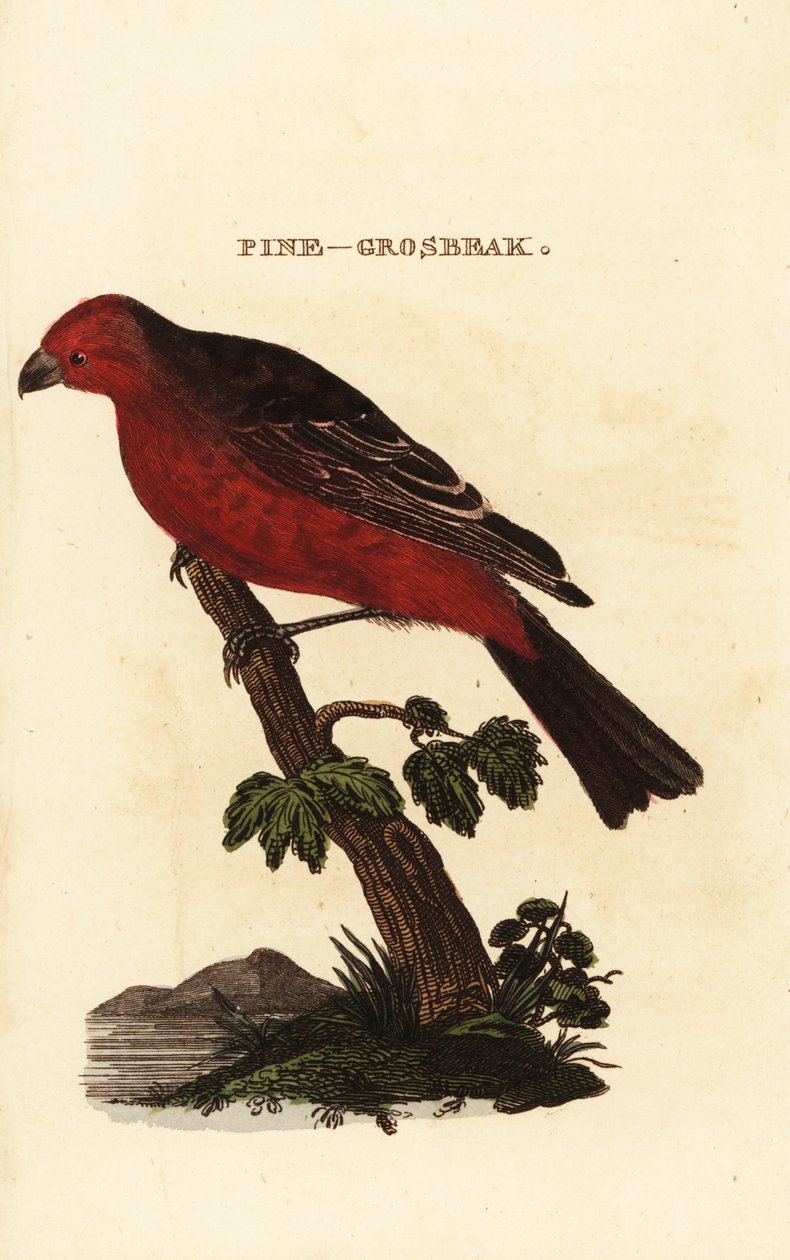 Pinicola enucleator tekijältä Edward Donovan