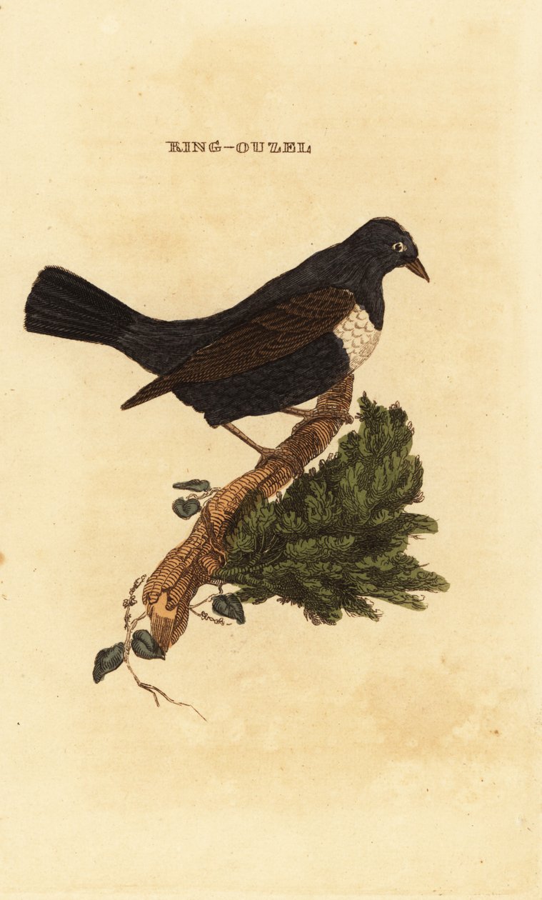 Ring ouzel, Turdus torquatus tekijältä Edward Donovan