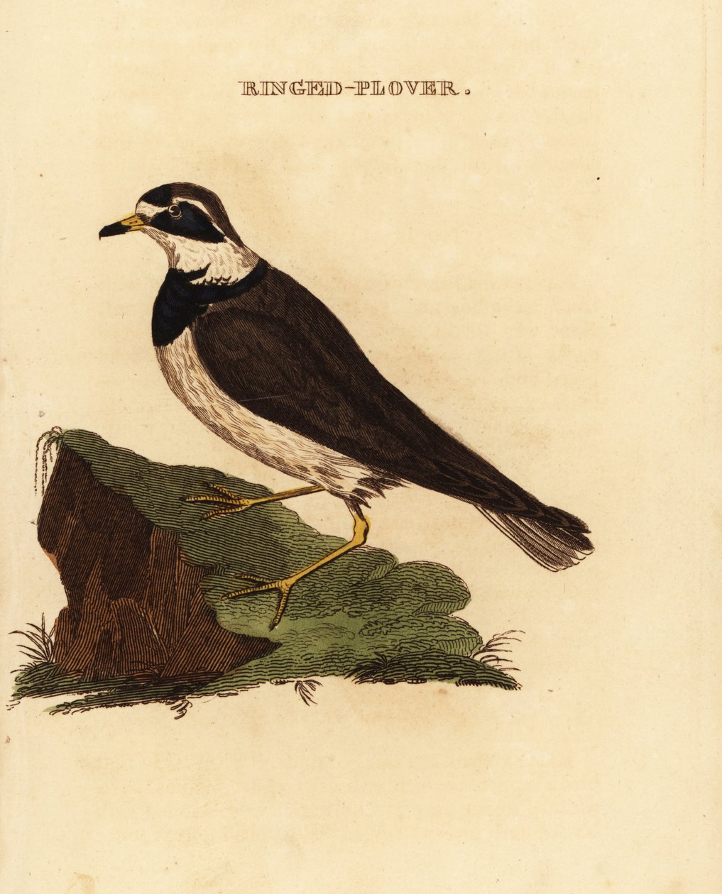 Rengaspoika, Charadrius hiaticula tekijältä Edward Donovan