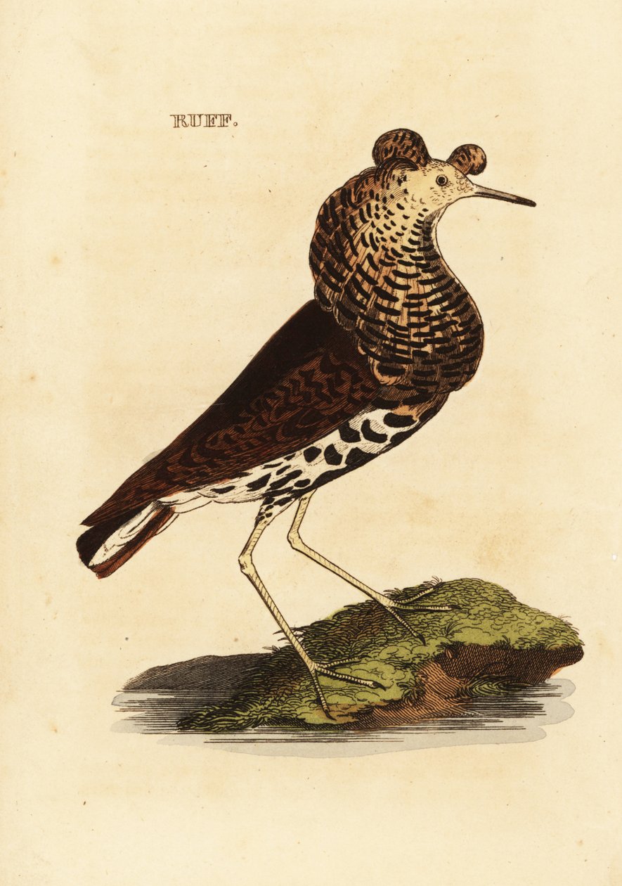 Ruff, uros, Philomachus röyhkeä tekijältä Edward Donovan
