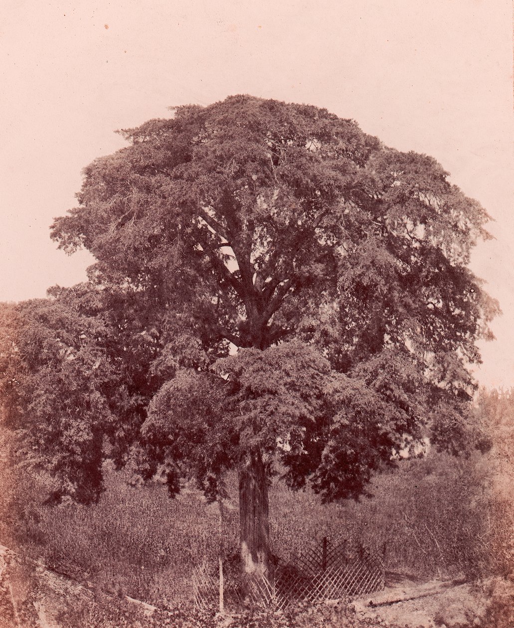 puututkimus, 1850-53. tekijältä Edward King Tenison