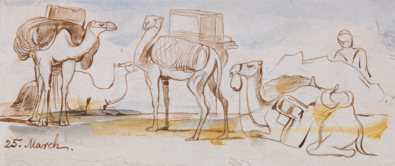 Kamelit tekijältä Edward Lear