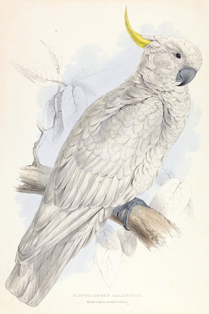 Plyctolophus Galeritus. Rikkihuippukakadu. tekijältä Edward Lear