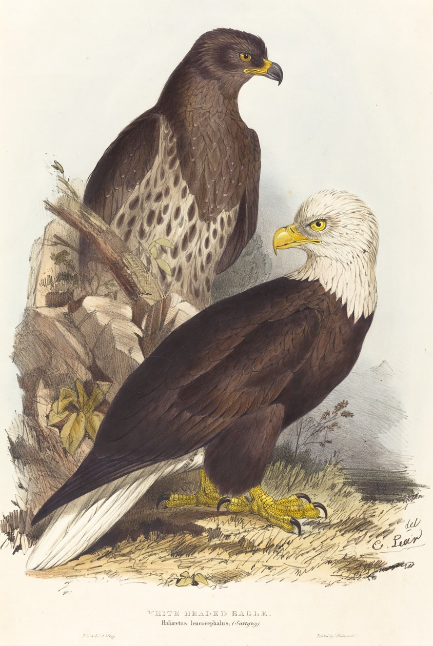 Valkopääkotka (Haliaetus leucocephalus) tekijältä Edward Lear
