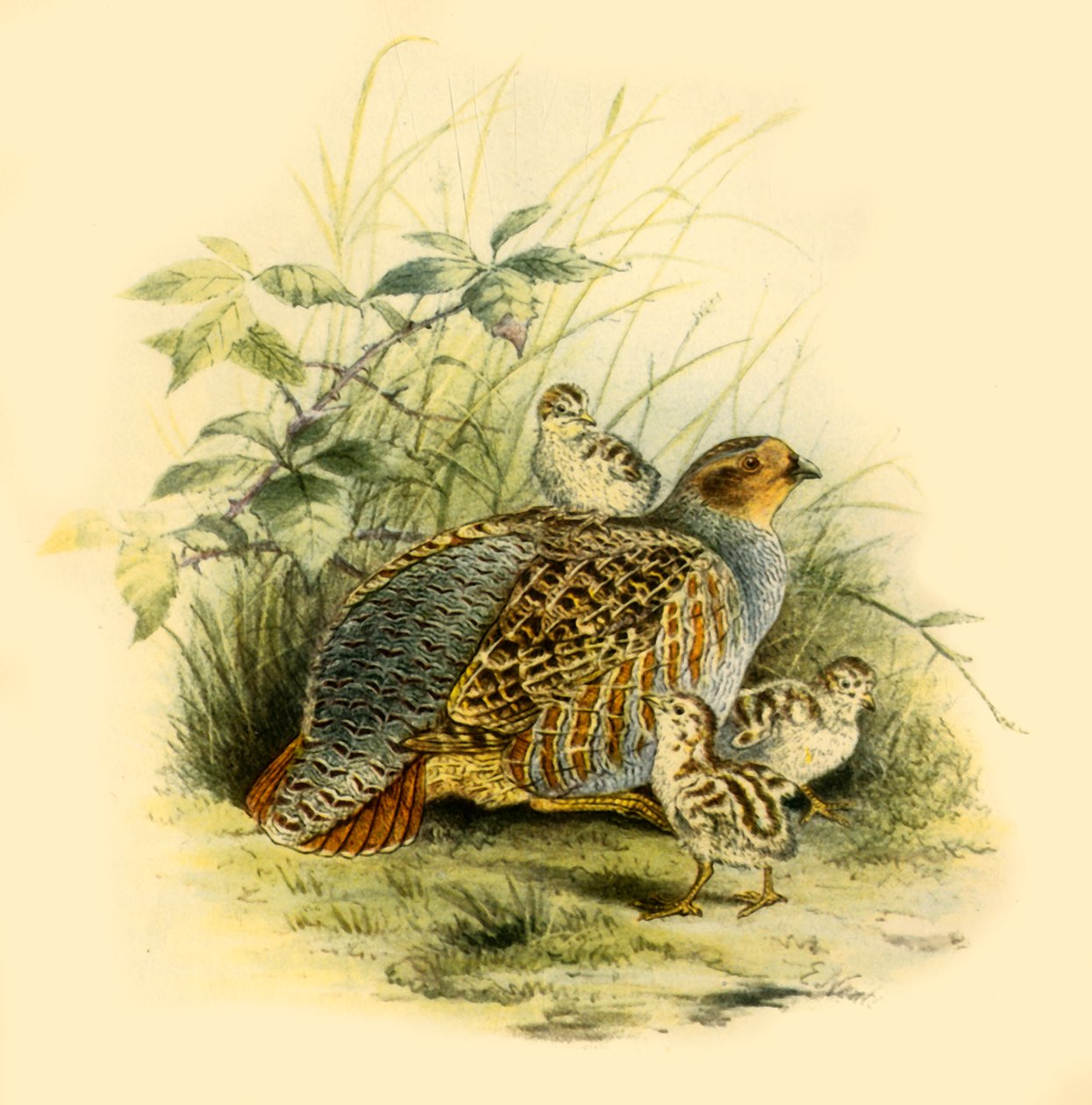 "Partridge ja poikaset", 1877, 1942. tekijältä Edward Neale