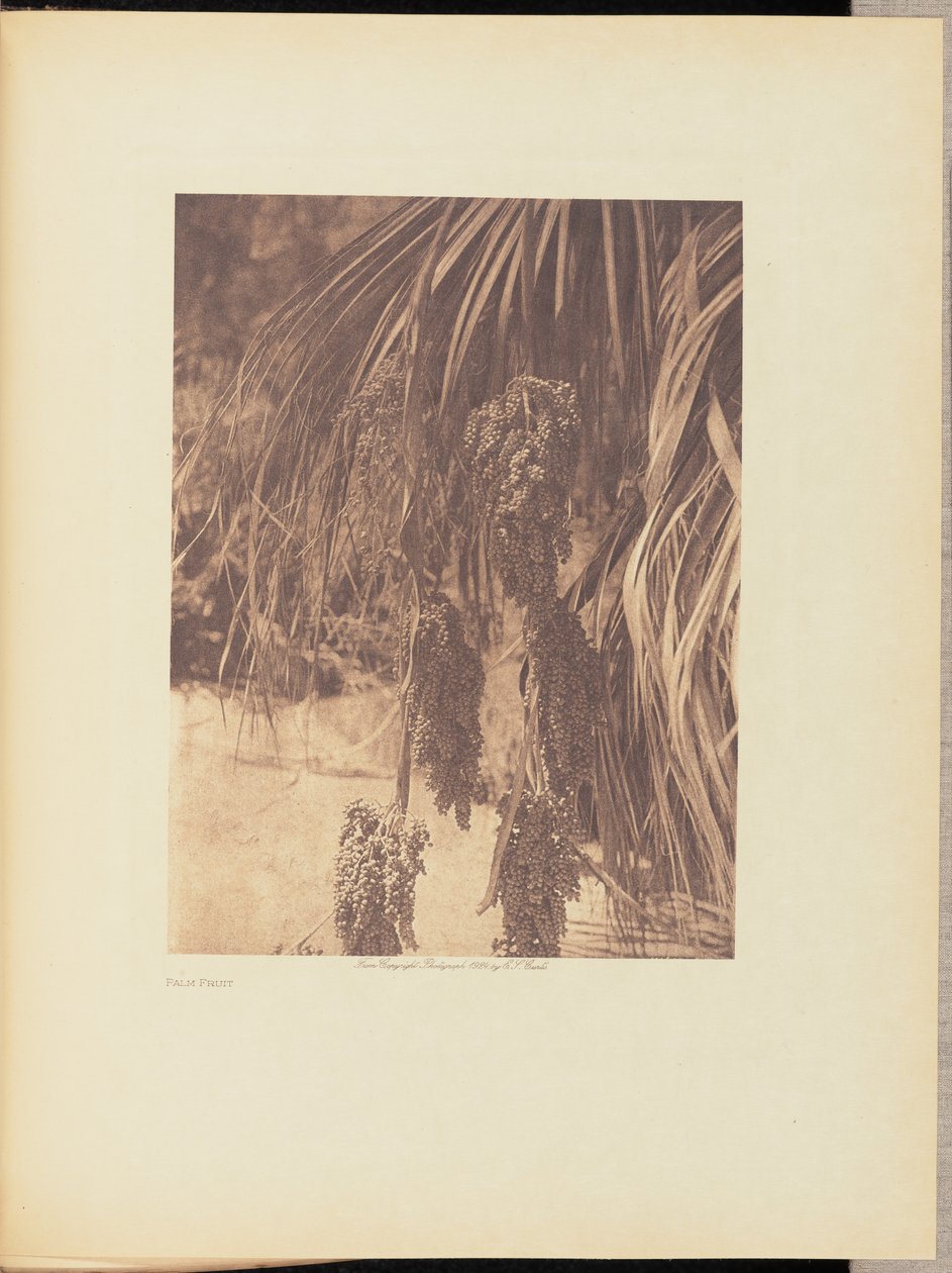 Palmun hedelmät tekijältä Edward S. Curtis
