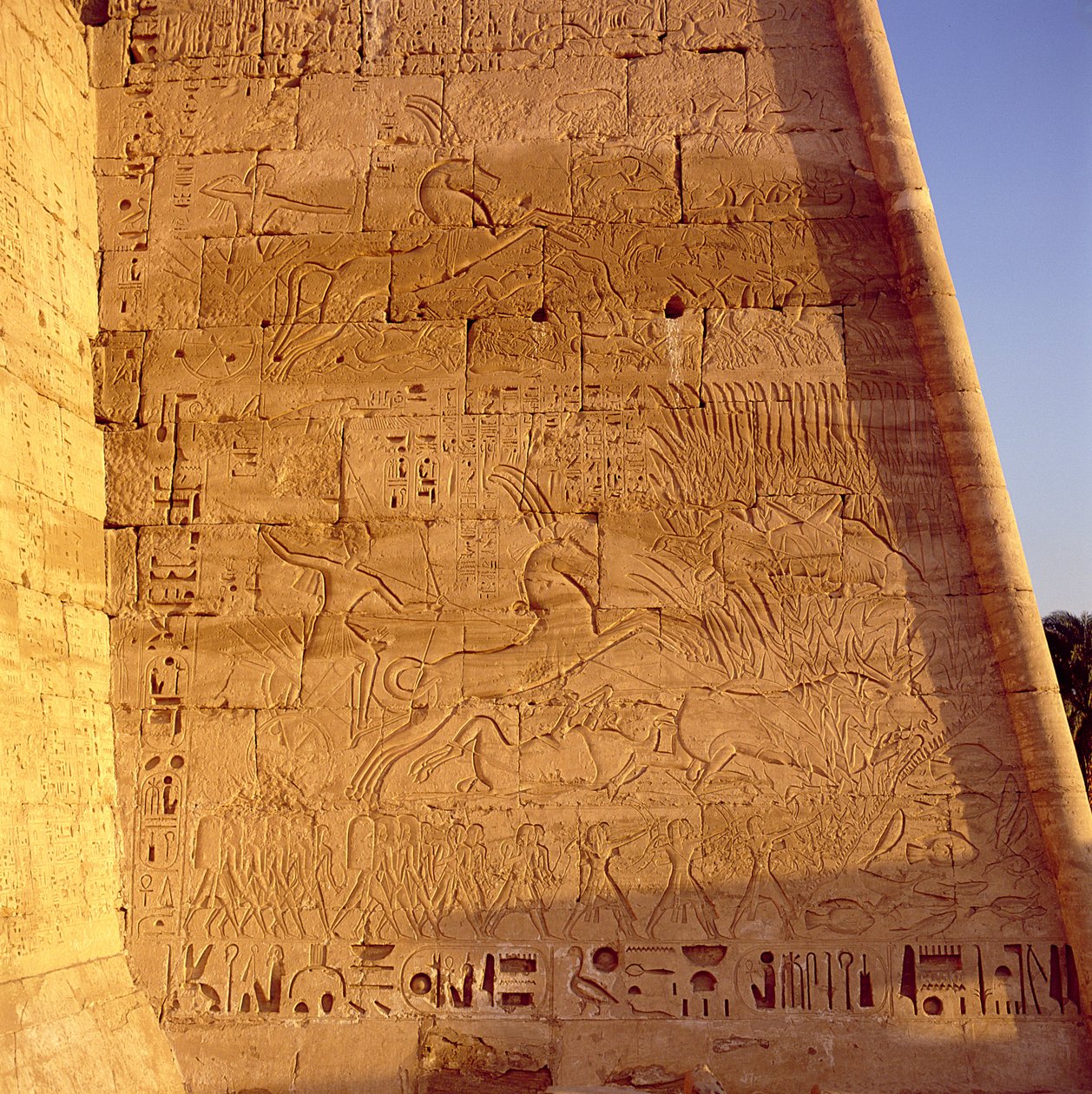 Ramses III (n. 1184-1153 eKr.) metsästää villihärkkiä Ramses III:n temppelin ensimmäisestä pylväästä, kohokuvio, Uusi kuningaskunta tekijältä Egyptian 20th Dynasty