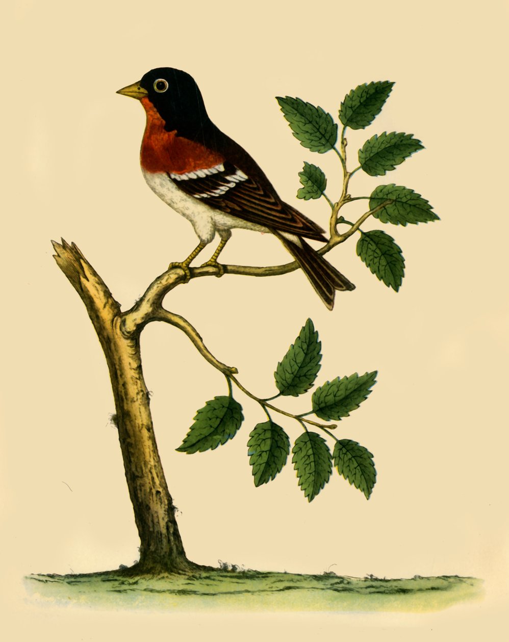 "Brambling", 1738, 1942. tekijältä Eleazar Albin