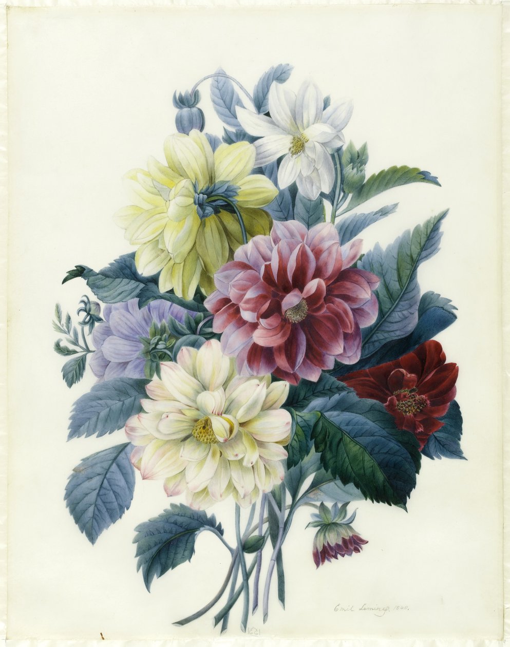 Sekalaiset daaliat, 1840 (wc ja vartaloväri vellum) tekijältä Elisa Emilie Lemire