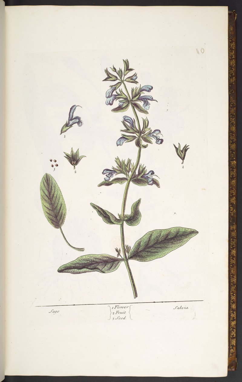 Levy 10, Sage, "A Curious Herbal" tekijältä Elizabeth Blackwell