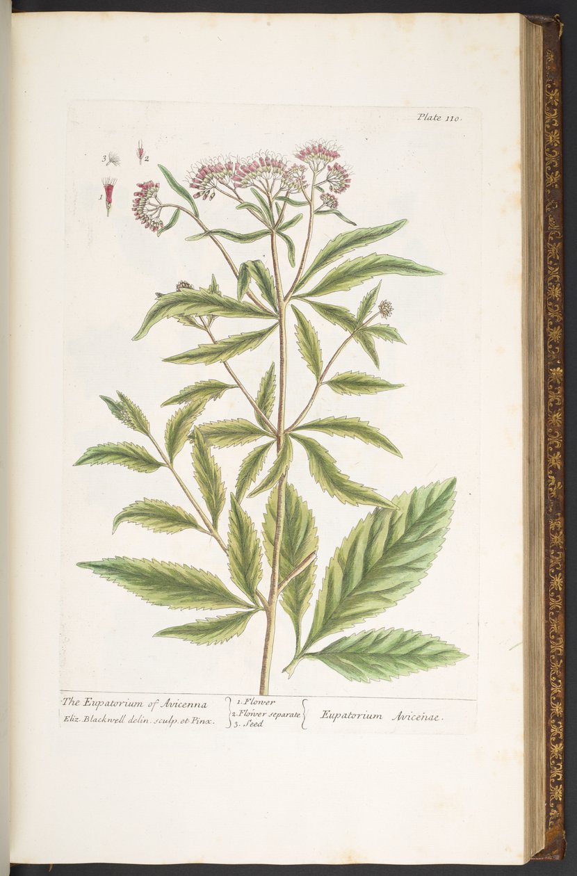 Levy 110, "A Curious Herbal" tekijältä Elizabeth Blackwell