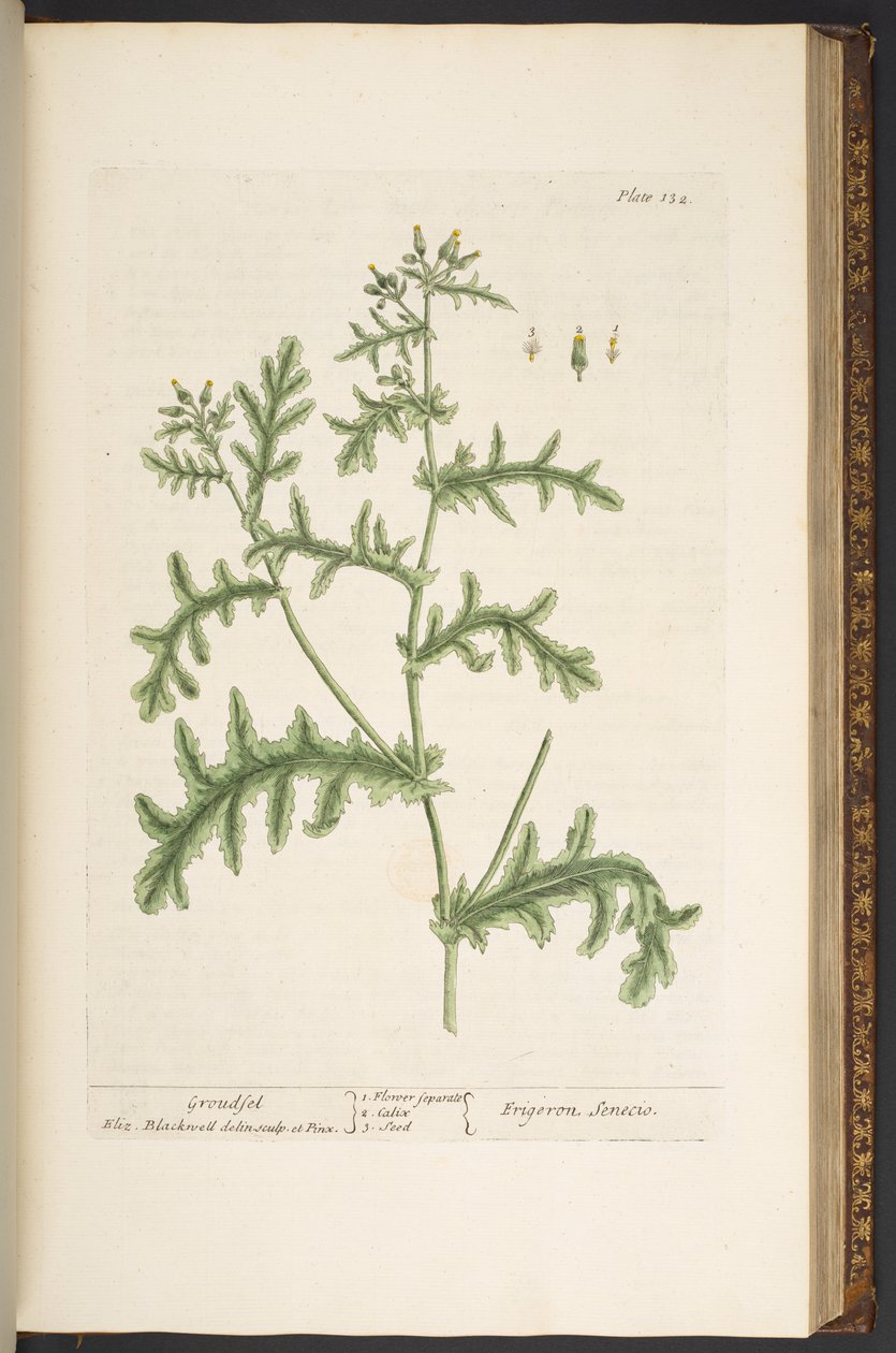 Levy 132, "Utelias yrtti" tekijältä Elizabeth Blackwell