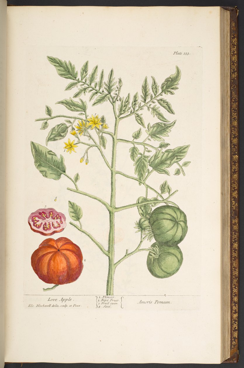 Levy 133, "Utelias yrtti" tekijältä Elizabeth Blackwell