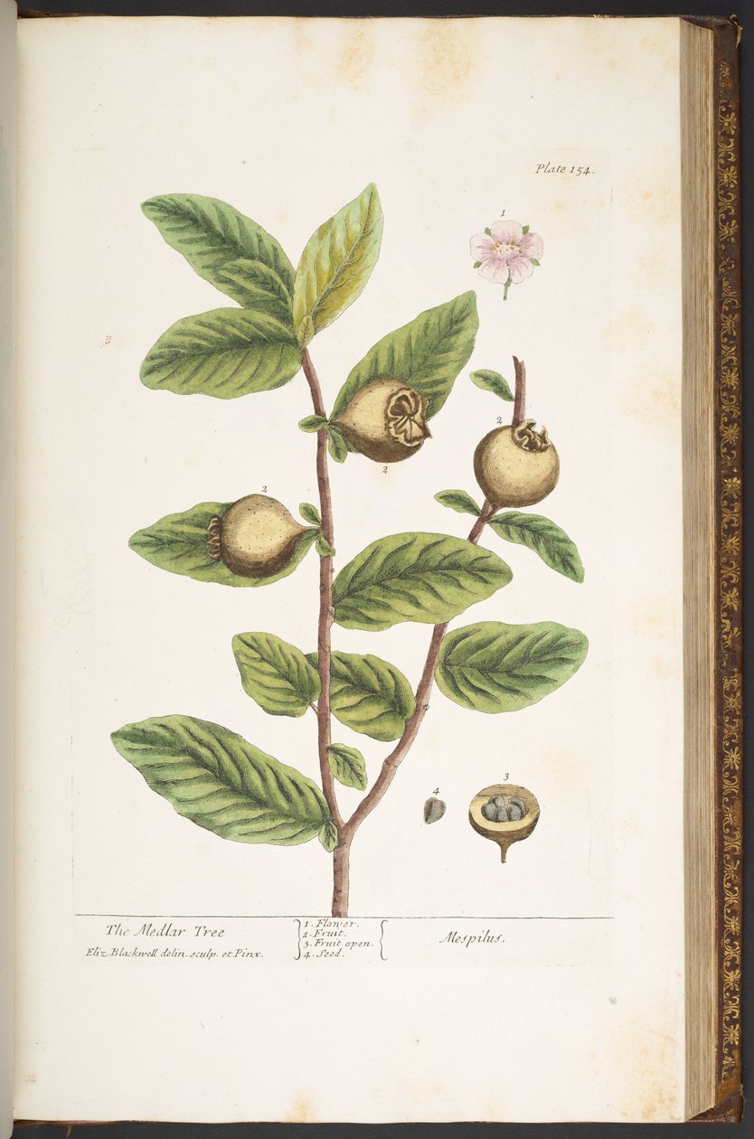 Levy 154, "A Curious Herbal" tekijältä Elizabeth Blackwell
