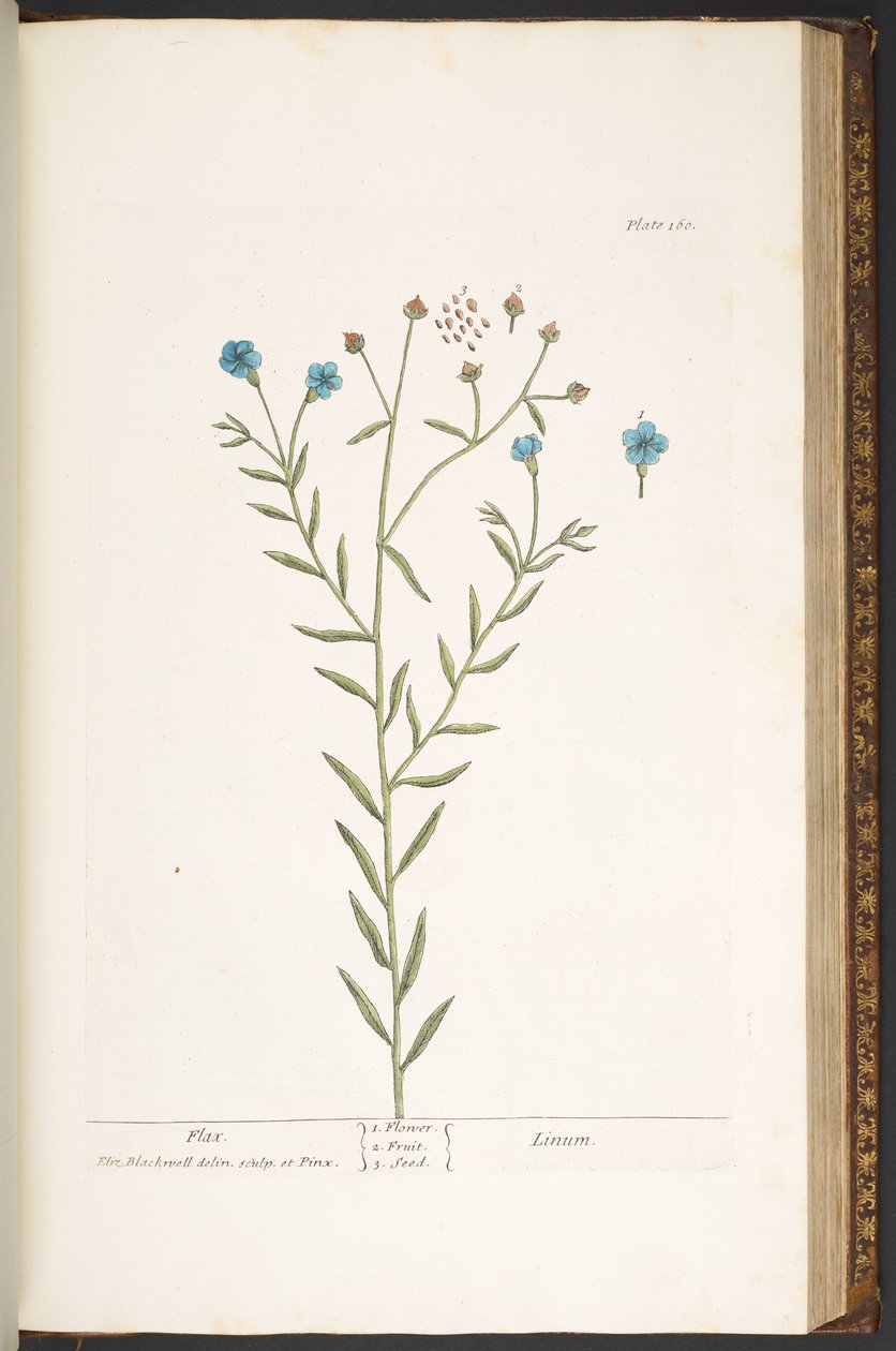 Levy 160, "A Curious Herbal" tekijältä Elizabeth Blackwell