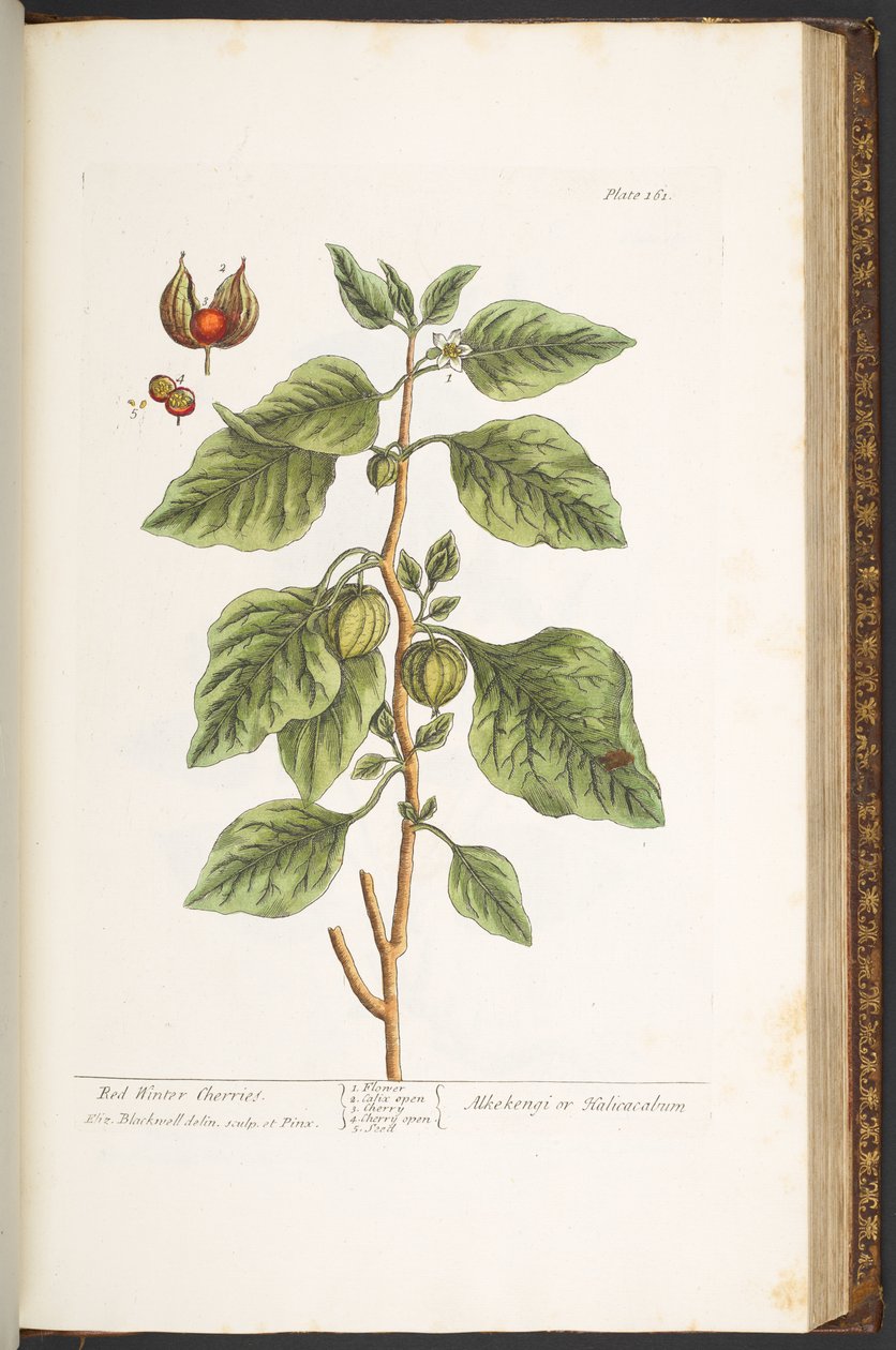 Levy 161, "A Curious Herbal" tekijältä Elizabeth Blackwell