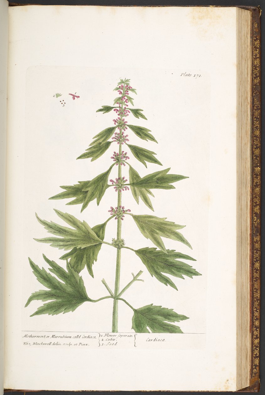 Levy 171, "A Curious Herbal" tekijältä Elizabeth Blackwell
