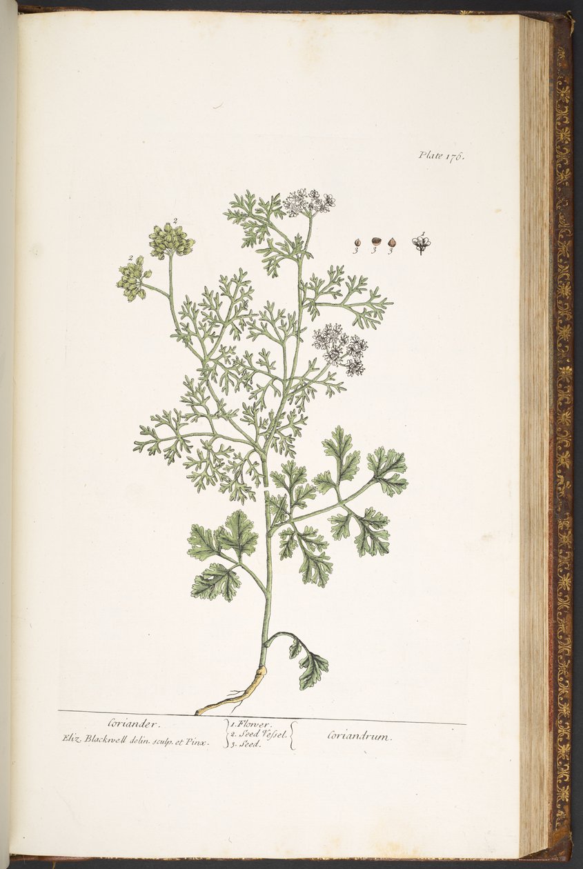 Levy 176, "A Curious Herbal" tekijältä Elizabeth Blackwell