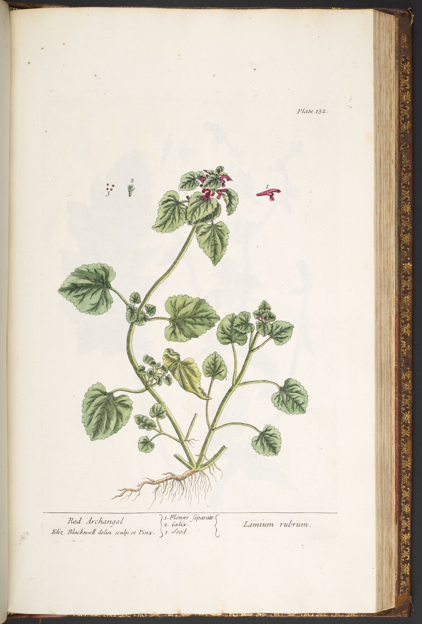 Levy 182, "A Curious Herbal" tekijältä Elizabeth Blackwell