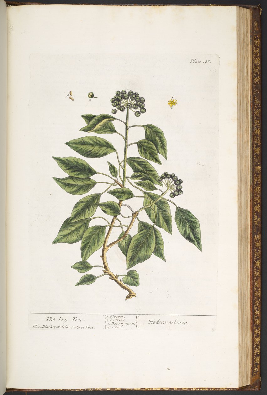 Levy 188, "A Curious Herbal" tekijältä Elizabeth Blackwell