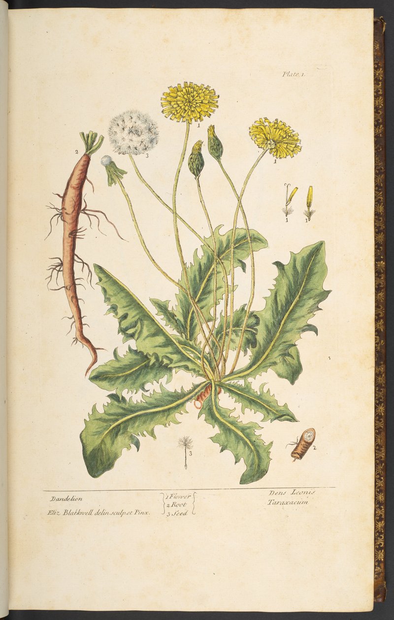 Lauta 1, Voikukka, "A Curious Herbal" tekijältä Elizabeth Blackwell