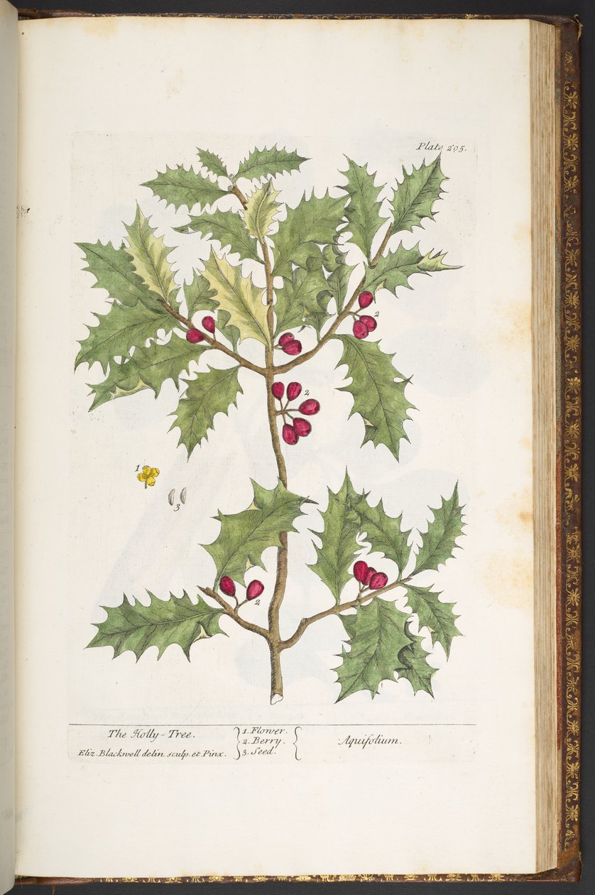 Levy 205, "A Curious Herbal" tekijältä Elizabeth Blackwell