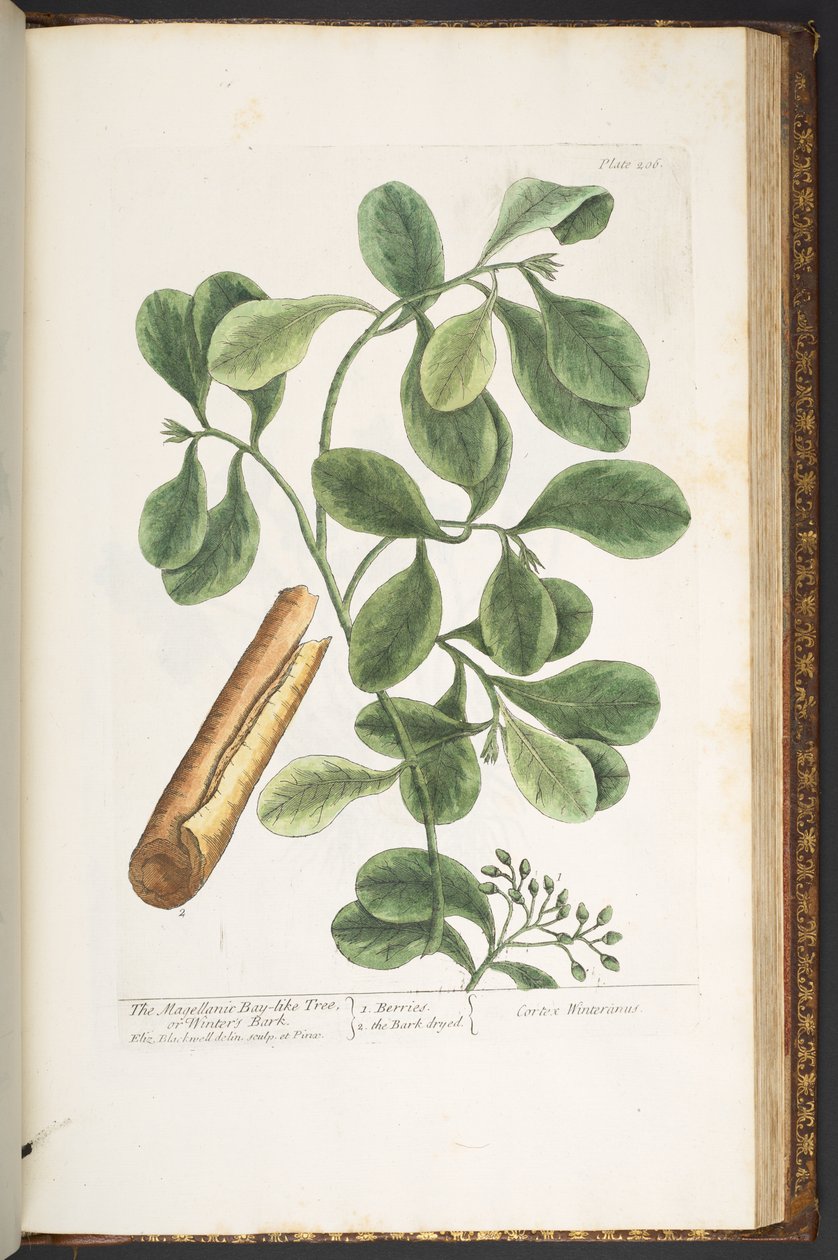 Levy 206, "A Curious Herbal" tekijältä Elizabeth Blackwell