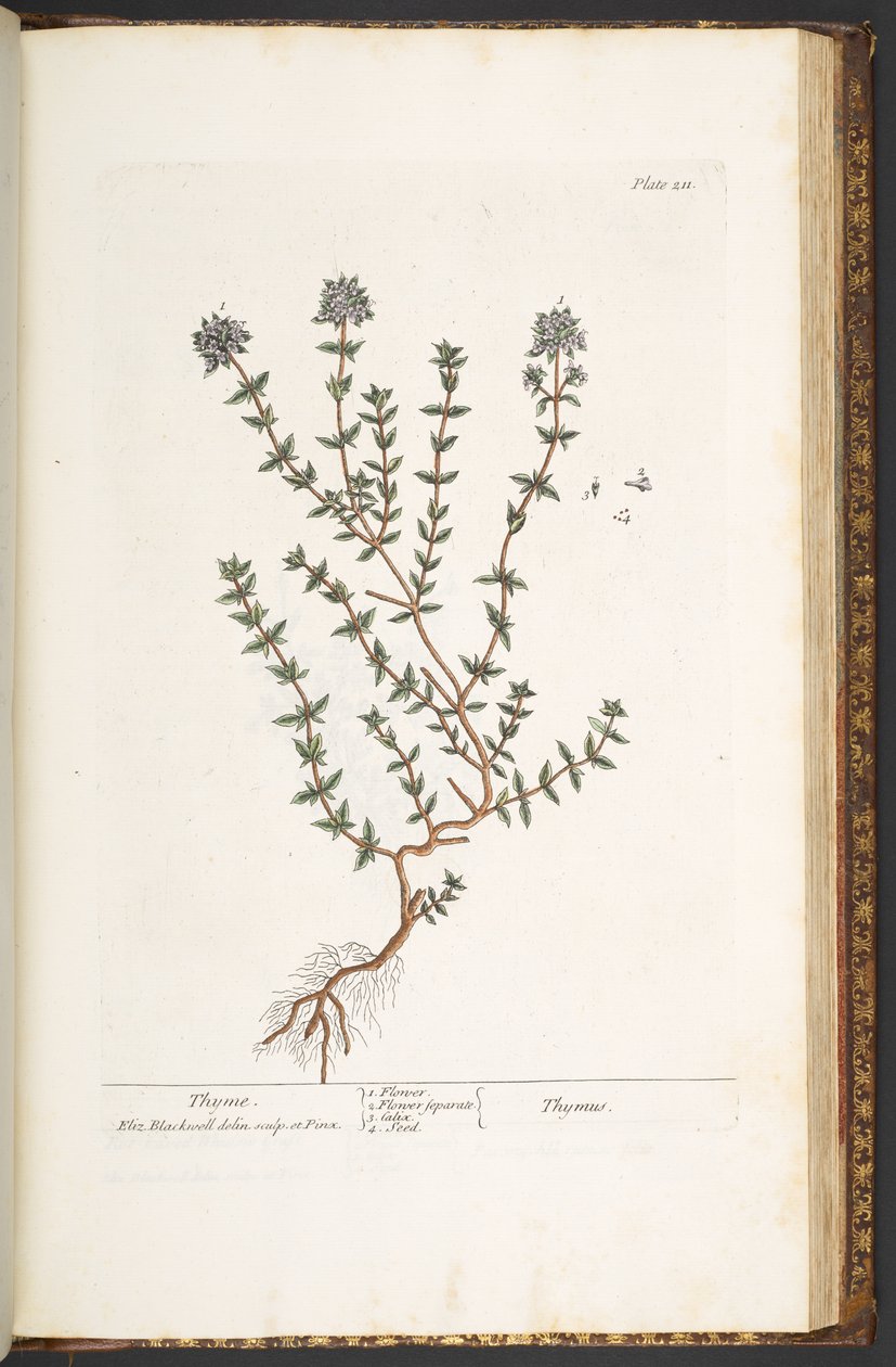 Lauta 211, timjami, kirjasta "A Curious Herbal" tekijältä Elizabeth Blackwell